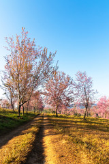 The field of blossoming pink Wild Himalayan cherry flowers (Thailand's sakura or Prunus cerasoides), known as Nang Phaya Sua Khrong in Thai at Phu Lom Lo mountain, Loei, Thailand.