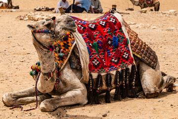 camels for Tourists and guides riding on Giza plateau in the rocky desert near cairo egypt