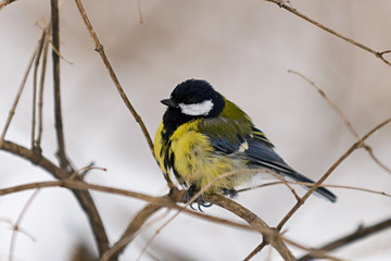 Obraz premium Yellow tit on the branch in winter forest