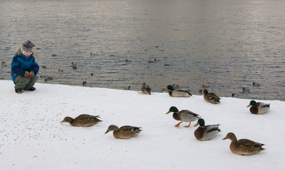 boy feeding ducks and drakes