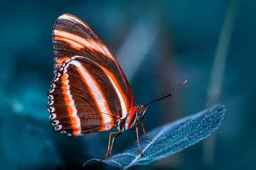 Fototapeta na wymiar Closeup beautiful butterfly sitting on flower