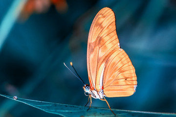 Closeup   beautiful butterfly sitting on flower