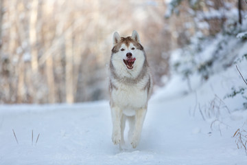 Happy and funny dog breed siberian husky running on the snow in the winter forest