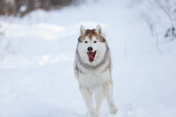 Crazy and happy dog breed siberian husky running on the snow in the winter forest