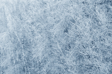 Obraz premium Winter branches covered with snow. Frozen tree branch in winter forest. Winter forest landscape.