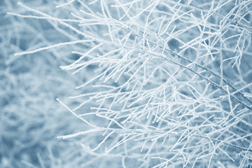 Winter branches covered with snow. Frozen tree branch in winter forest. Winter forest landscape.
