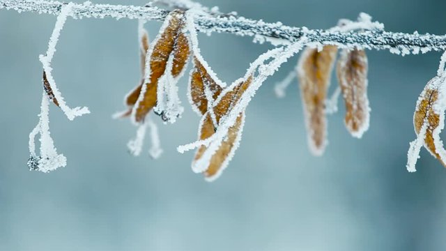 Close up view of icy frozen tree branch with dry foliage hanging isolated. Beauty of winter season concept. Full hd video footage.