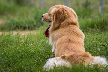 golden retriever on grass