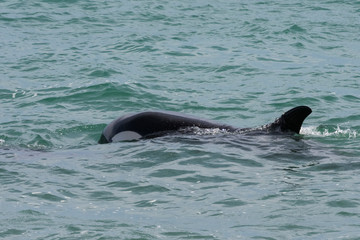 Obraz premium Orca attacking sea lions, Patagonia Argentina
