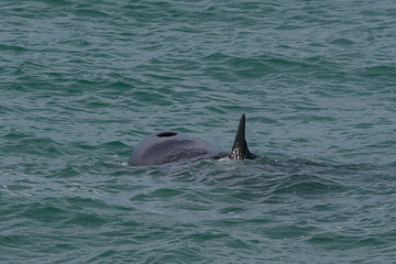Fototapeta premium Orca attacking sea lions, Patagonia Argentina