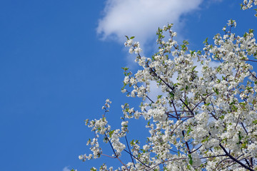 branch of blossoming cherry against blue sky and clouds