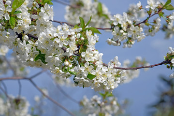 branch of blossoming cherry against blue sky