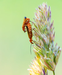 Beetle mating on a blade of grass