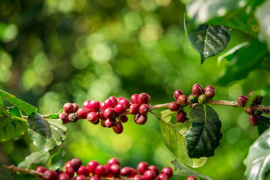 Fresh organic red raw and ripe coffee cherry beans on tree, agriculture plantation in North of Thailand.