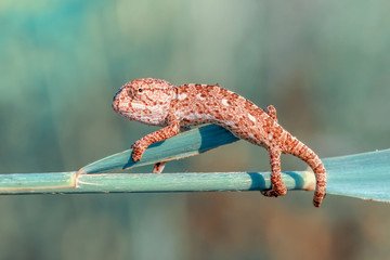 Beautiful green chameleon - Stock Image