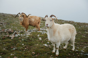 Obraz premium two north mountain wild goats stands at green highland valley. wildlife concept