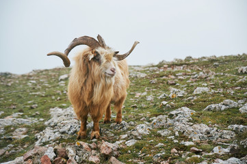 north mountain wild goat with brown fur and big horns stand at green highland valley