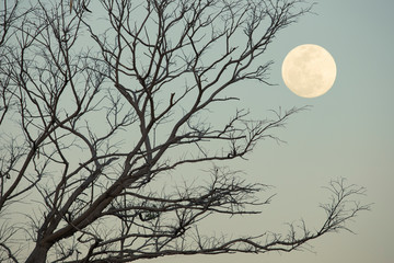 full moon with Tree silhouette,Full moon for graphic work