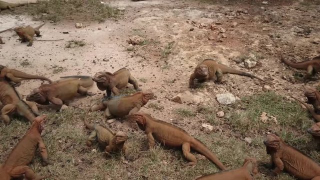 Group of Rhinoceros iguanas walking and running. Cyclura cornuta. Dominican Republic