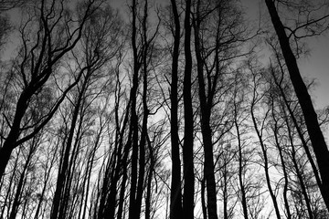 Trees in White and Black