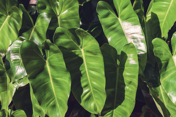 Green leaves background , nature backgrounds