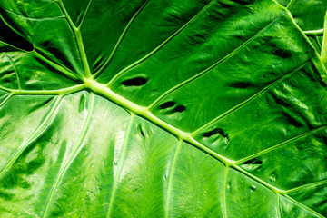 Cocoyam leaf green texture background.