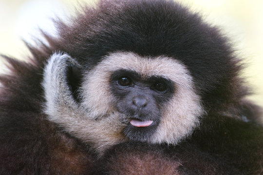 39 件の最適な シロテテナガザル 画像 ストック写真 ベクター Adobe Stock