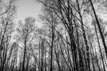 Trees in White and Black