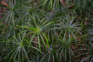 Cyperus alternifolius plant nature water.