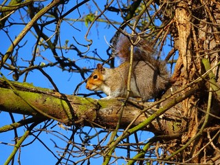 Squirrel on the tree