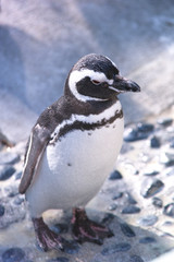 Naklejka premium ペンギン