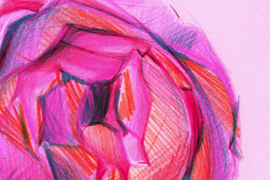 peony with colored pencils. background