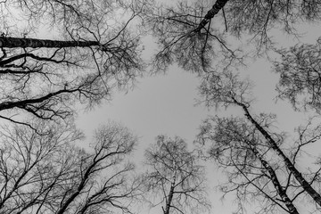 Trees in White and Black
