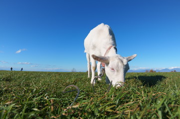 Obraz premium 牧場の山羊