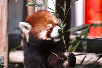 レッサーパンダ