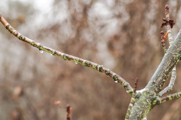 raindrop on a branch