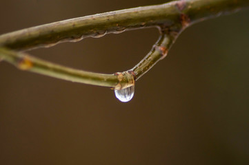 raindrop on a branch