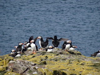 Puffins