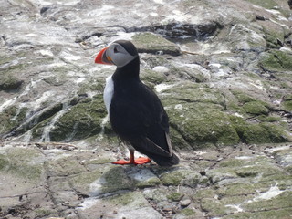 Puffins