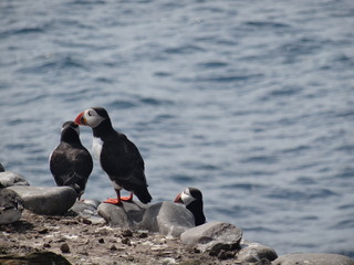 Puffins