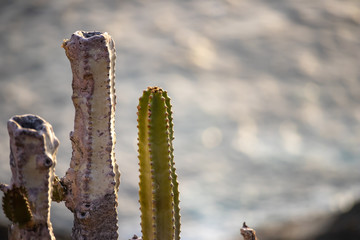 Young and old cactus on unsharp sea background