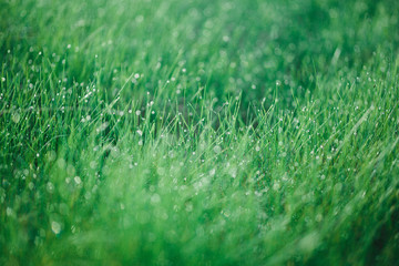Fototapeta premium Morning dew on the grasы