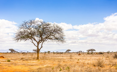 Fototapeta na wymiar Savannah plains landscape in Kenya