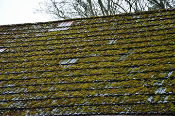 Green moss on roof rail