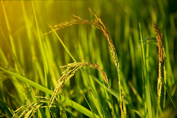 rice field Thailand, nature food background. close up of yellow green rice field - Image