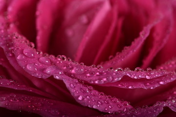 Pink petals with water drops macro
