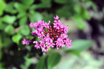 Fototapeta na wymiar Grappolo di fiori rosa di saponaria officinalis