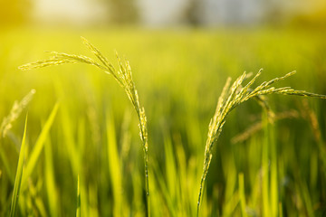 rice field Thailand, nature food background. close up of yellow green rice field - Image