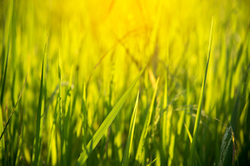 rice field Thailand, nature food background. close up of yellow green rice field - Image