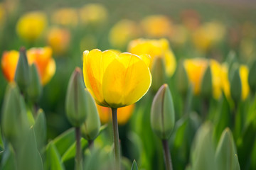 Yellow tulips in the field